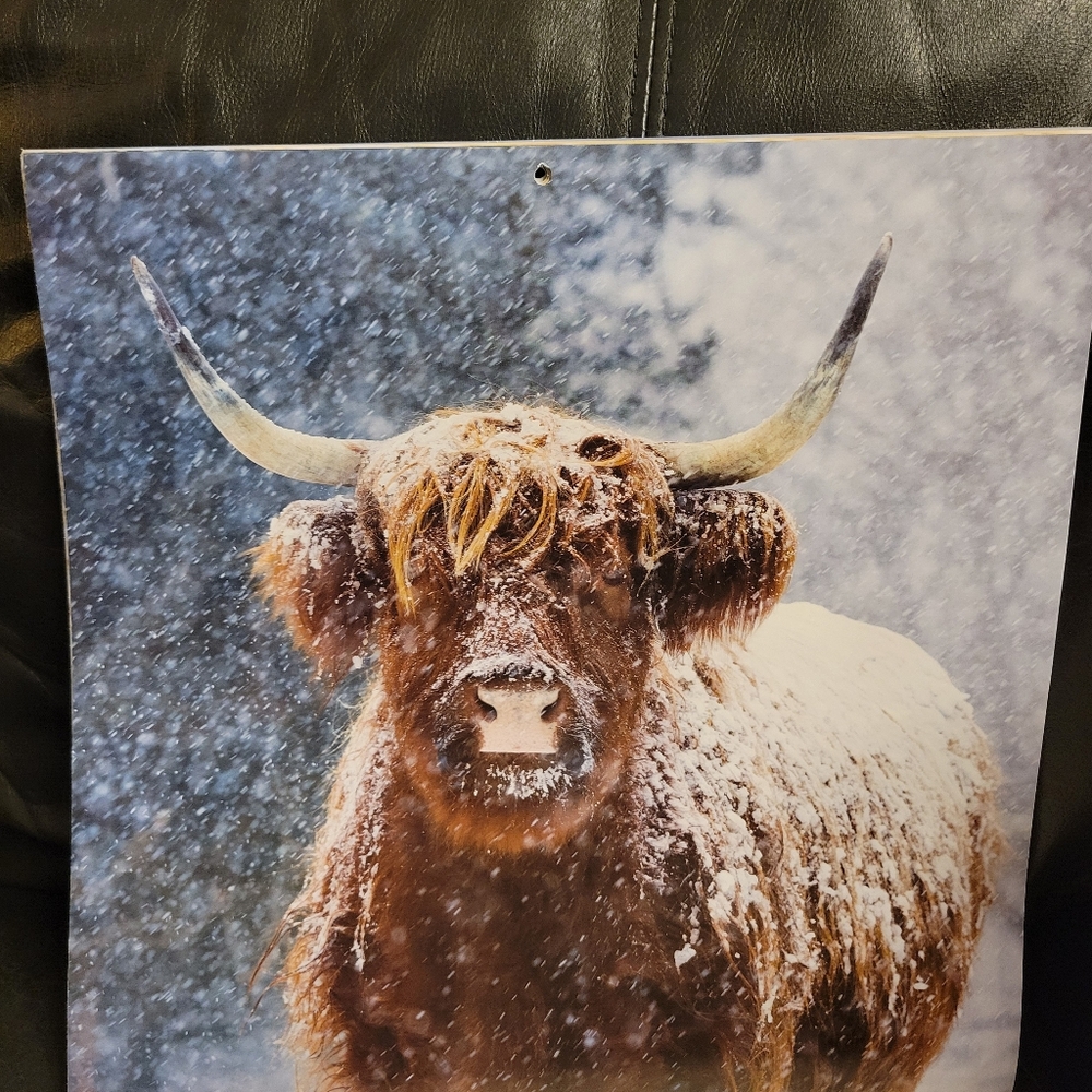 Farmhouse Cow Picture‎ highlander pictures